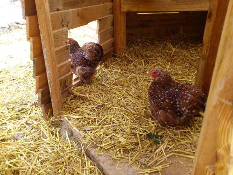 Des petites poules bretonnes
